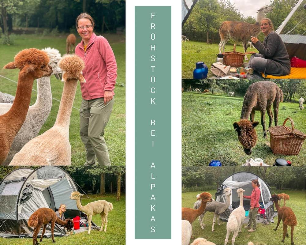 Fr&uuml;hst&uuml;ck beim Zelten auf der Alpaka Weide auf Daniels Kleiner Farm