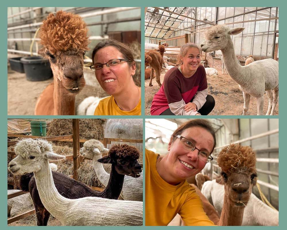 Im Alpaka-Stall von Daniels Kleiner Farm in Castrop-Rauxel mit Couchflucht