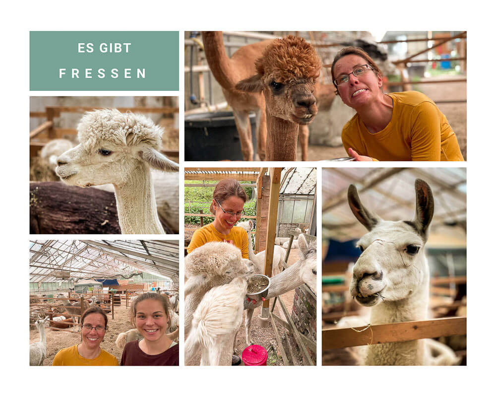 Daniels Kleine Farm - F&uuml;tterung der Alpakas im Stall mit Couchflucht