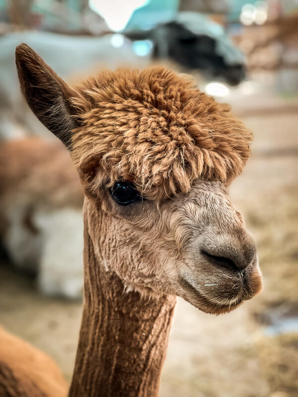 Niedliches Alpaka Portrait auf Daniels Kleiner Farm