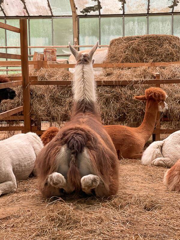 Sitzendes Lama im Alpaka Stall von Daniels Kleiner Farm