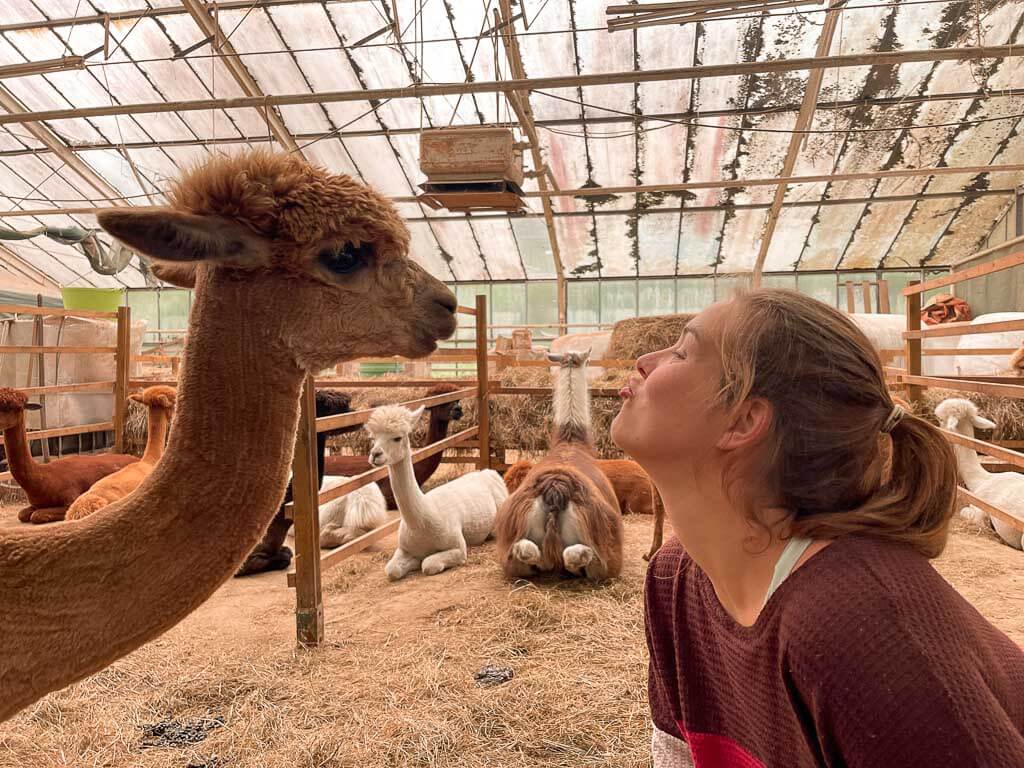 Frau will Alpaka k&uuml;ssen im Stall von Daniels Kleiner Farm