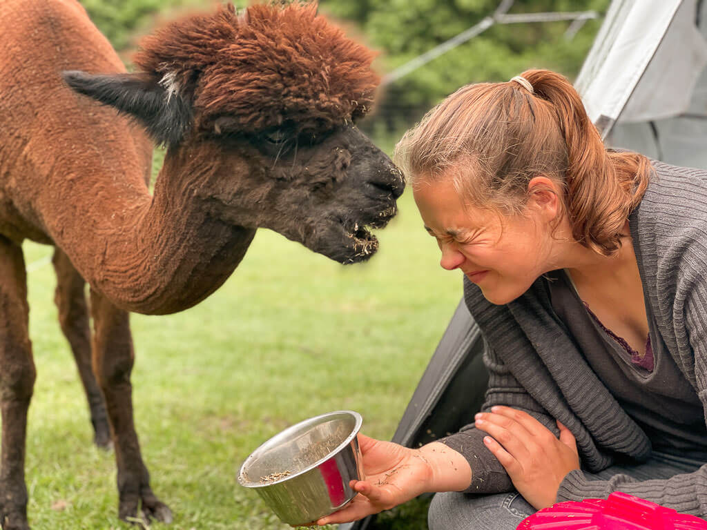 F&uuml;tterung eines Alpakas beim Zelten auf Daniels Kleiner Farm