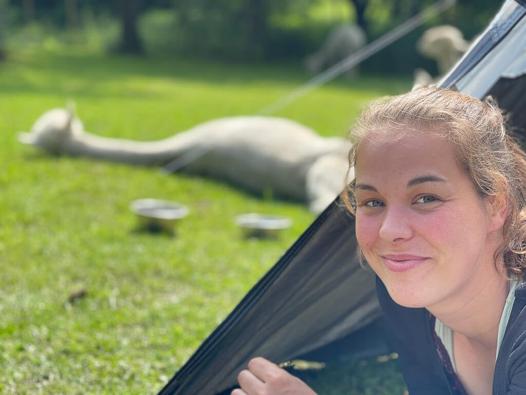 Frau beim Zelten mit Alpakas auf Daniels Kleiner Farm