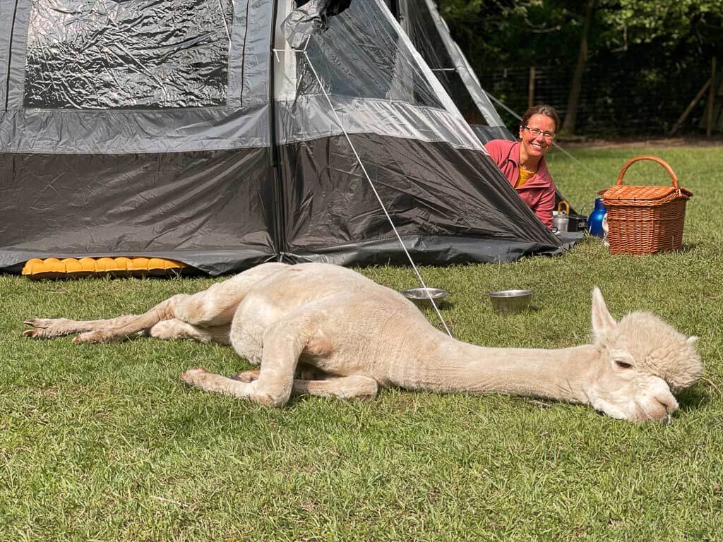 Couchflucht Sabrina Bechtold beim Zelten auf der Alpaka-Weide von Daniels Kleiner Farm