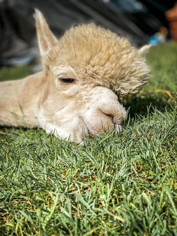 Alpaka chillt auf der Weide von Daniels Kleiner Farm