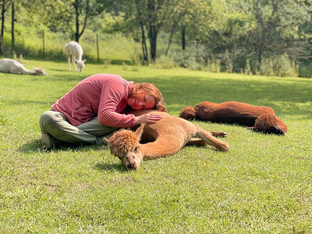 Couchflucht Sabrina Bechtold kuschelt mit Alpaka auf Daniels Kleiner Farm