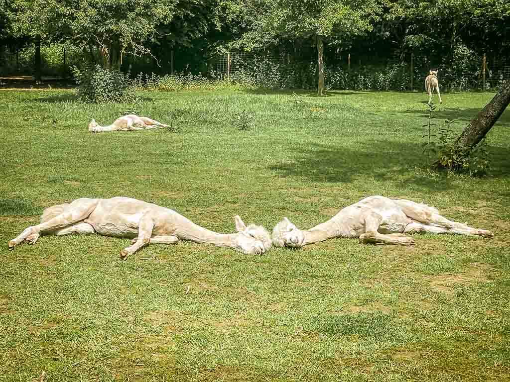 Alpakas entspannt auf der Weide von Daniels Kleiner Farm
