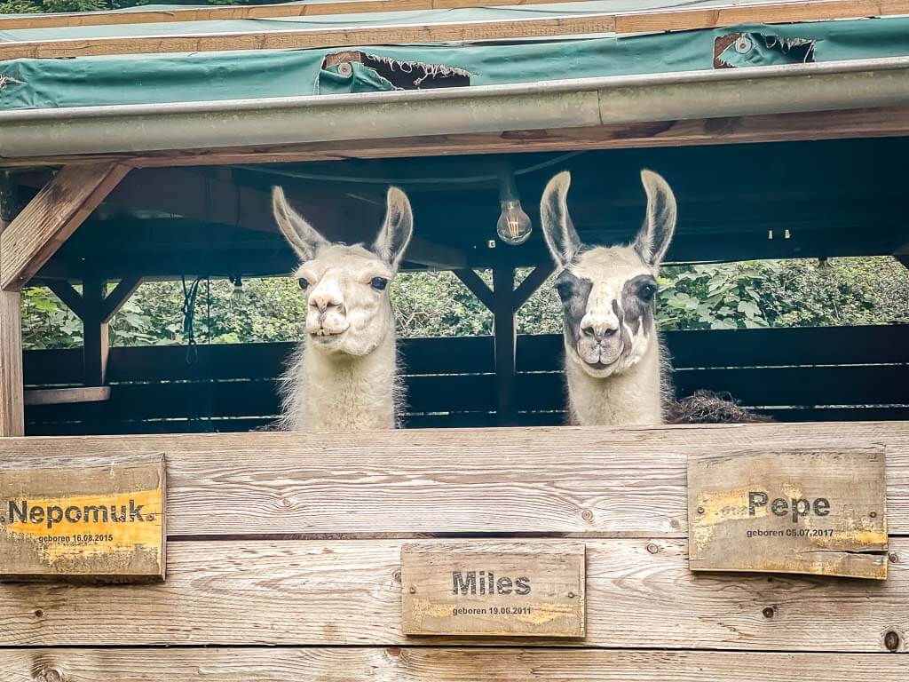 Die Lamas Max und Moritz auf Daniels Kleiner Farm