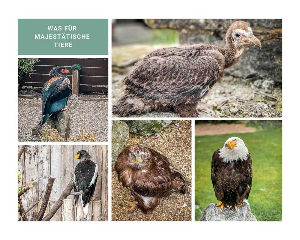 Greifv&ouml;gel in der Adlerwarte Berlebeck