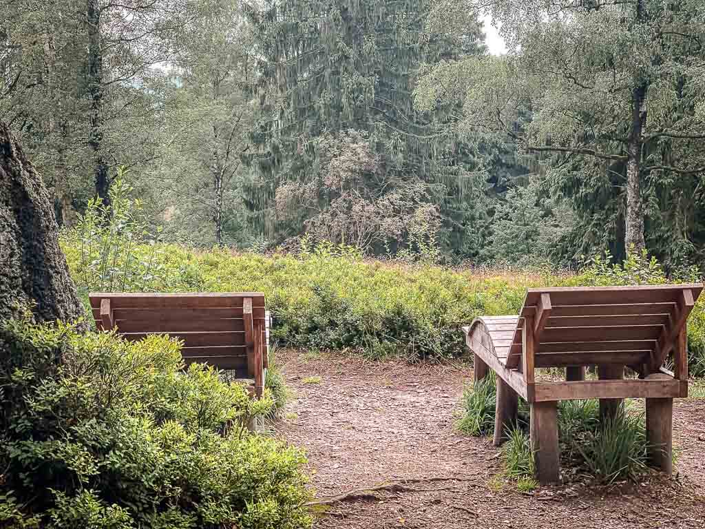 Hermannsh&ouml;hen Wanderweg mit Panoramaliegen, Bergheide und Heidelbeerstr&auml;uchern