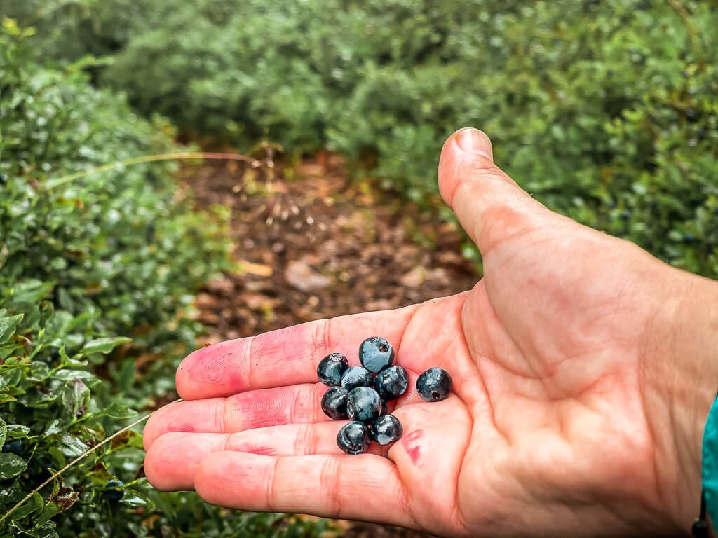 Couchflucht mit Blaubeeren in der Hand auf dem Wanderweg Hermannsh&ouml;hen