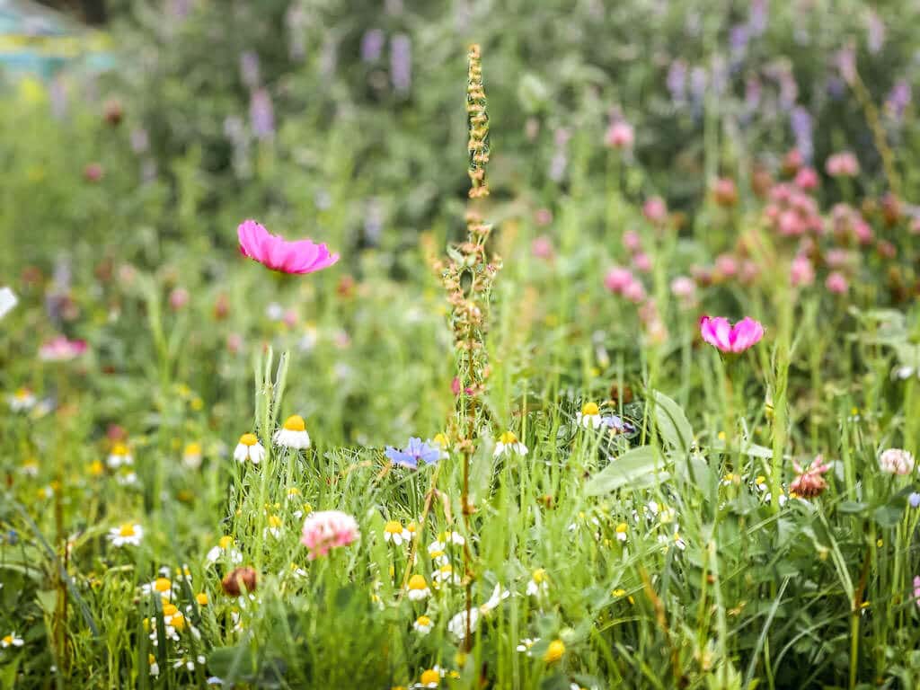 Blumenwiese im Teutoburger Wald bei Oerlinghausen