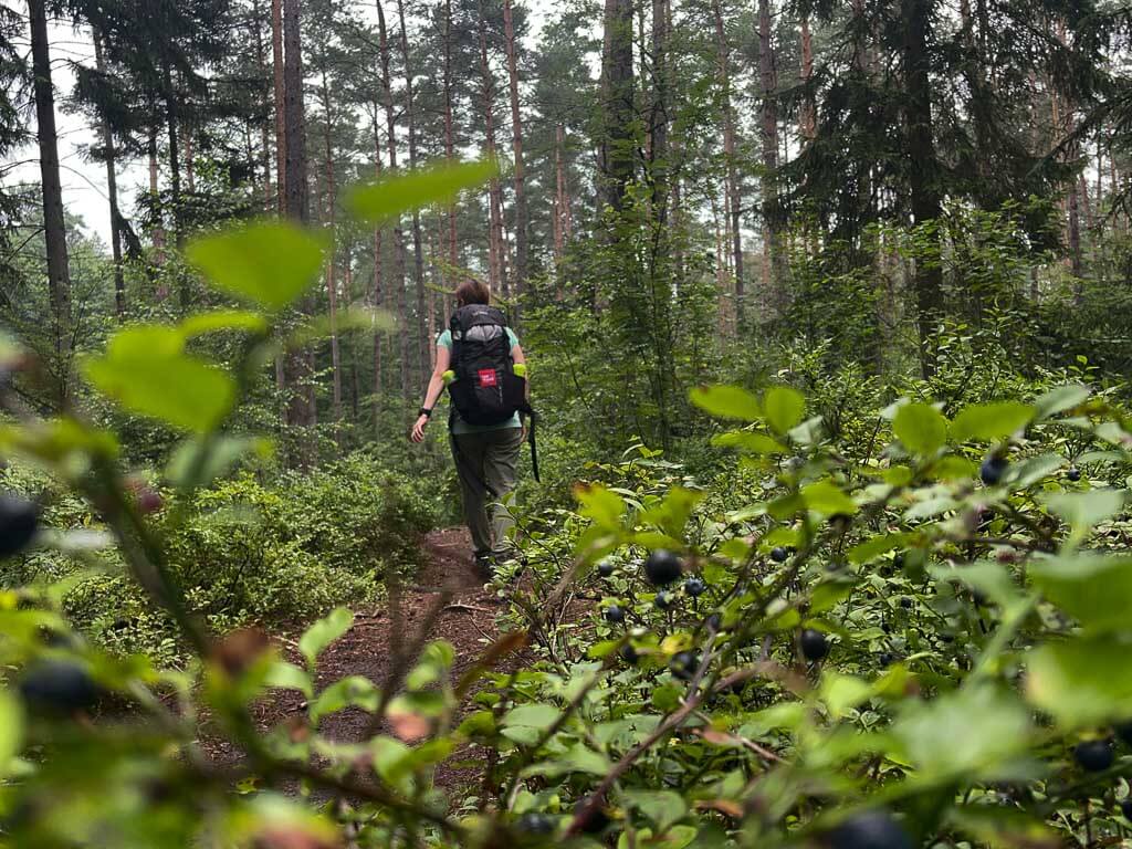 Couchflucht Sabrina Bechtold wandert zwischen Blaubeerstr&auml;uchern auf den Hermannsh&ouml;hen im Teutoburger Wald