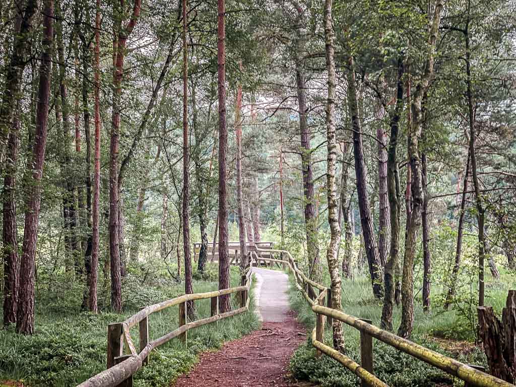 Moorsteg am Hiddeser Bent bei Detmold