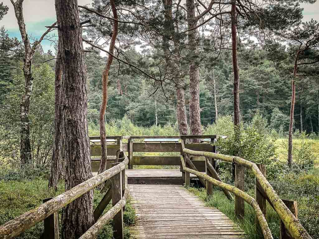 Hermannsh&ouml;hen Wanderung zur Aussichtsplattform der Hiddeser Bent mit Moorsteg