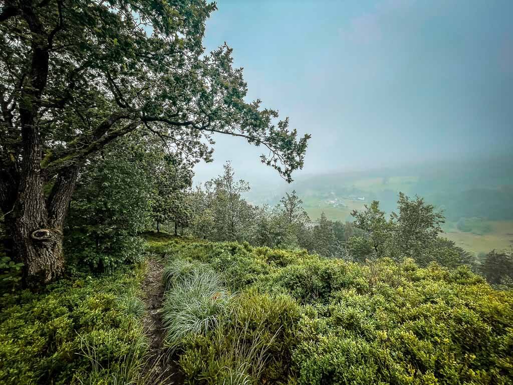 Wanderweg durch Bergheide und Heidelbeerstr&auml;ucher auf den Hermannsh&ouml;hen