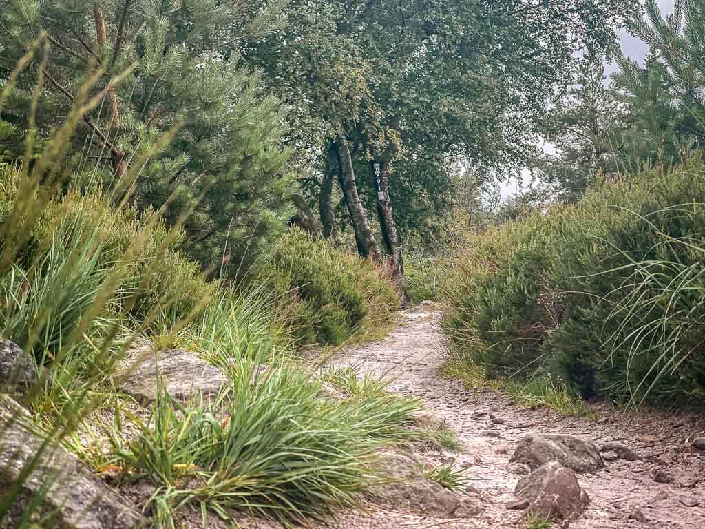 Hermannsh&ouml;hen Sandiger Pfad auf der Lippischen Velmerstot