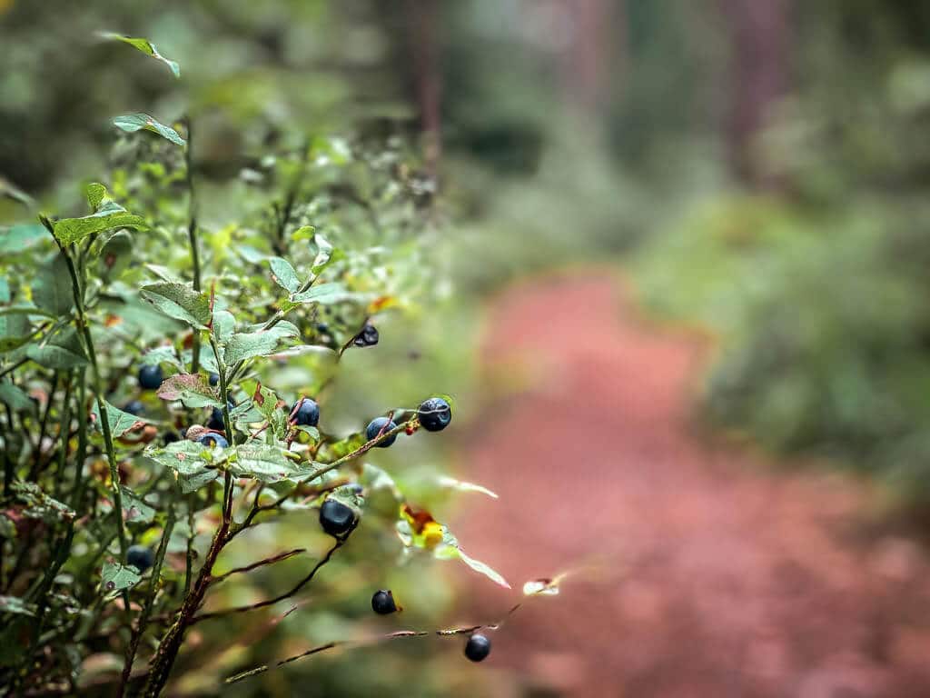 Blaubeeren am Wanderweg der Hermannsh&ouml;hen in der N&auml;he des Blauen Sees