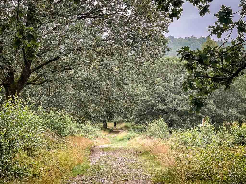 Hermannsh&ouml;hen Wanderweg im Teutoburger Wald an der Vogeltaufe