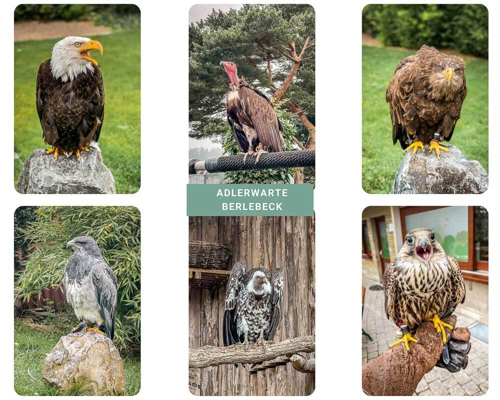 Greifv&ouml;gel in der Adlerwarte Berlebeck