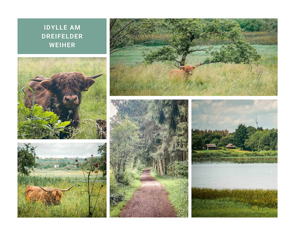 Schottische Hochlandrinder und Landschaftsidylle am Dreifelder Weiher im Westerwald