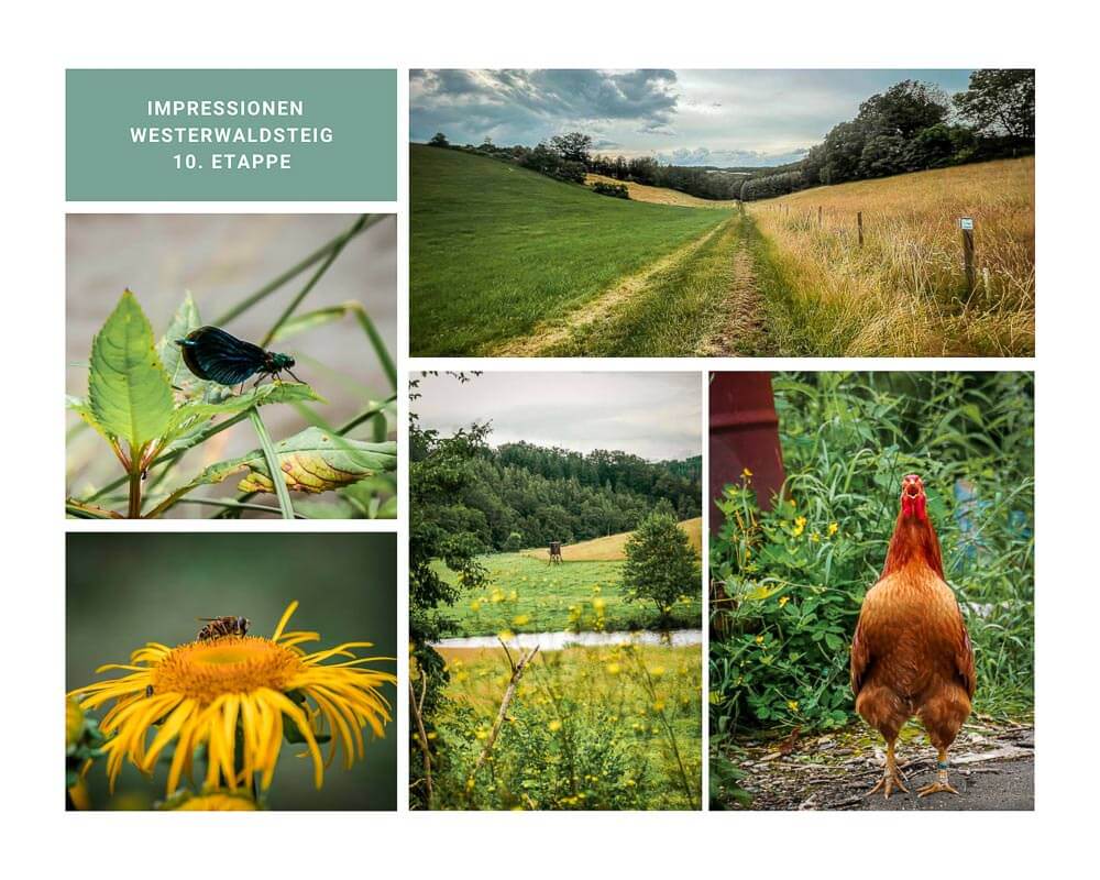 Wandern im Westerwald auf dem Westerwaldsteig zum Kloster Marienthal