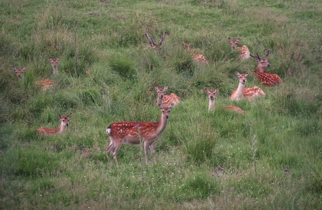 Rehe im Westerwald auf dem Westerwaldsteig