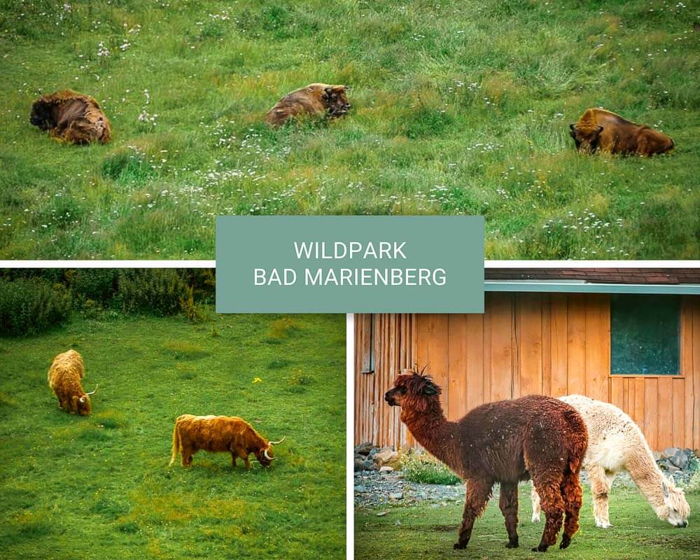 Wandern im Westerwald im Wildpark Bad Marienberg