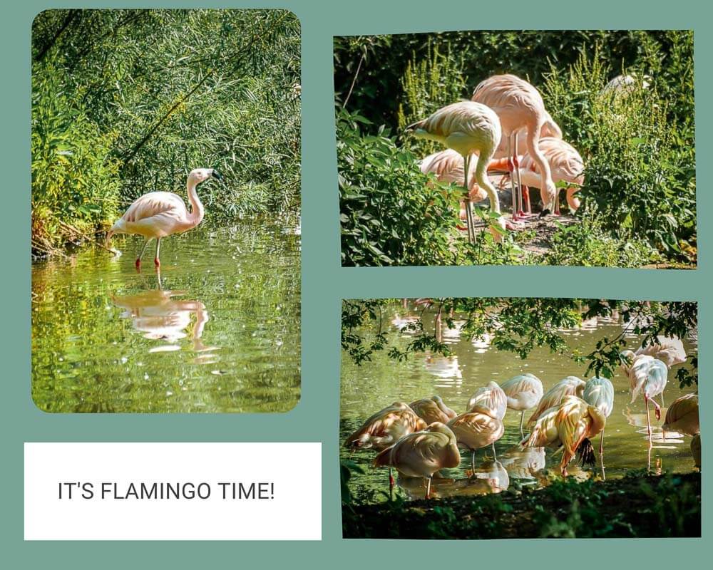 Salzburg Flamingos in der N&auml;he des Leopoldskroner Weihers