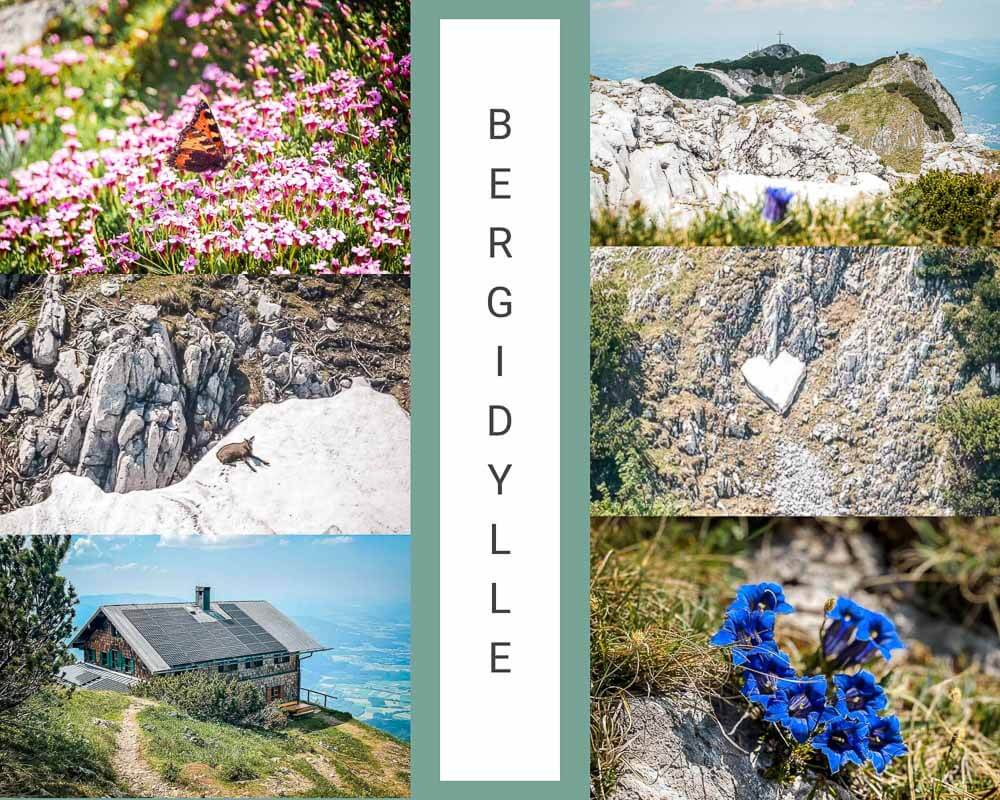 Salzburg Wandern am Untersberg mit Bergblumen und G&auml;msen