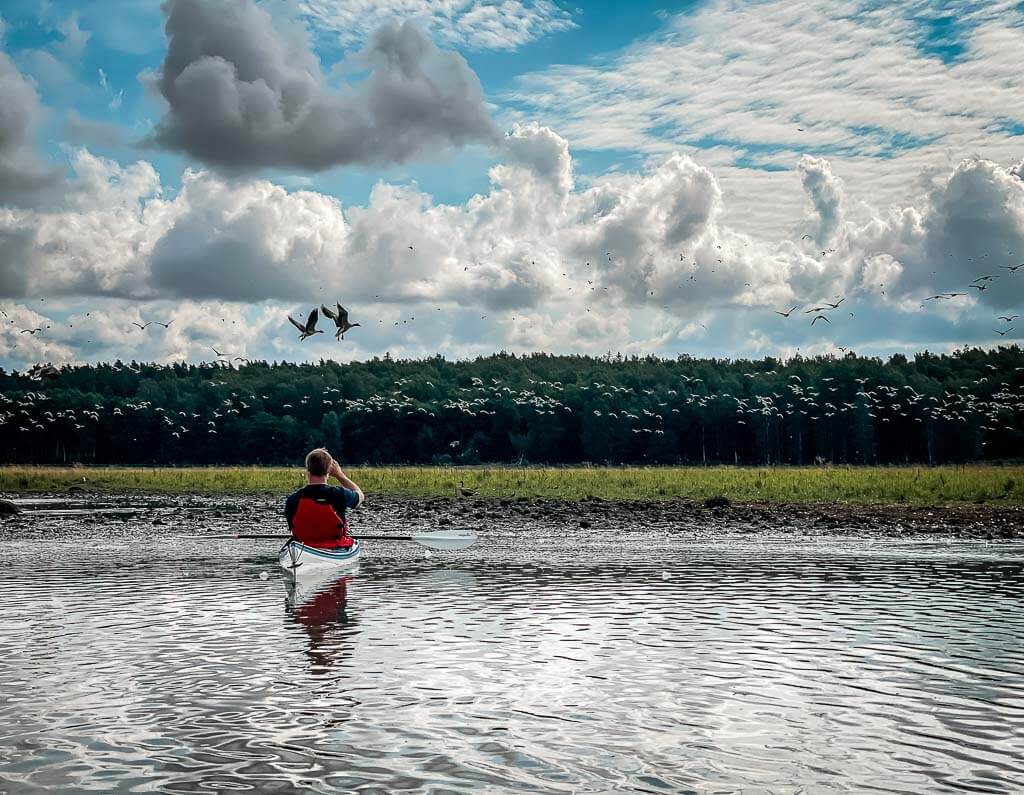 Wildg&auml;nse auf der Kajaktour in Uppsala auf dem Fyrisan