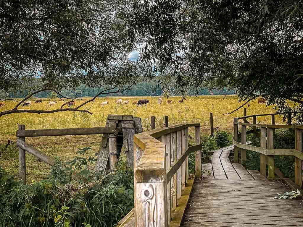 Wanderweg Danmarksvandringen in Uppsala mit Holzsteg