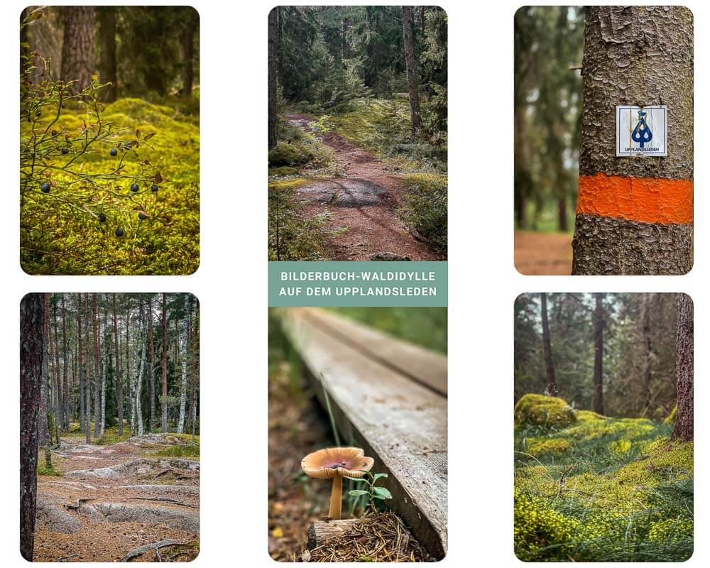 Wandern auf dem Upplandsleden von Sunnersta nach Nyby