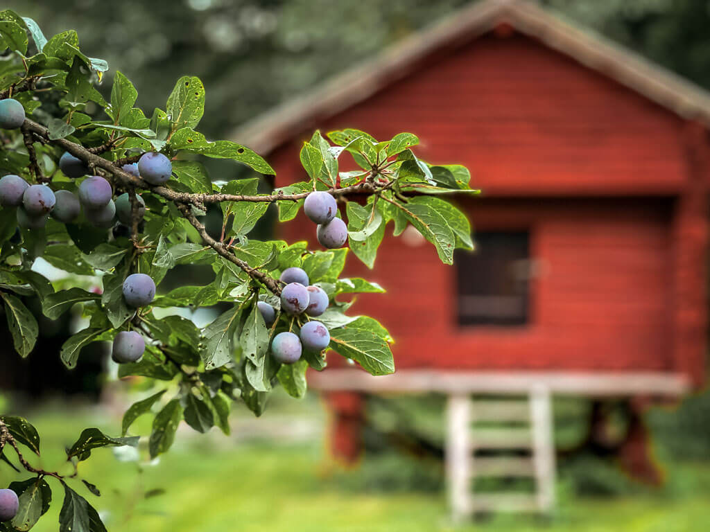 Rotes Holzhaus und Beeren im Gammelgarden von Borl&auml;nge