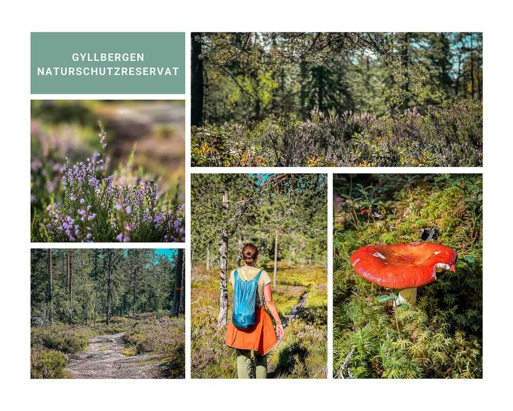 Dalarna - Wandern im Gyllbergen Naturreservat mit Couchflucht bei Borl&auml;nge