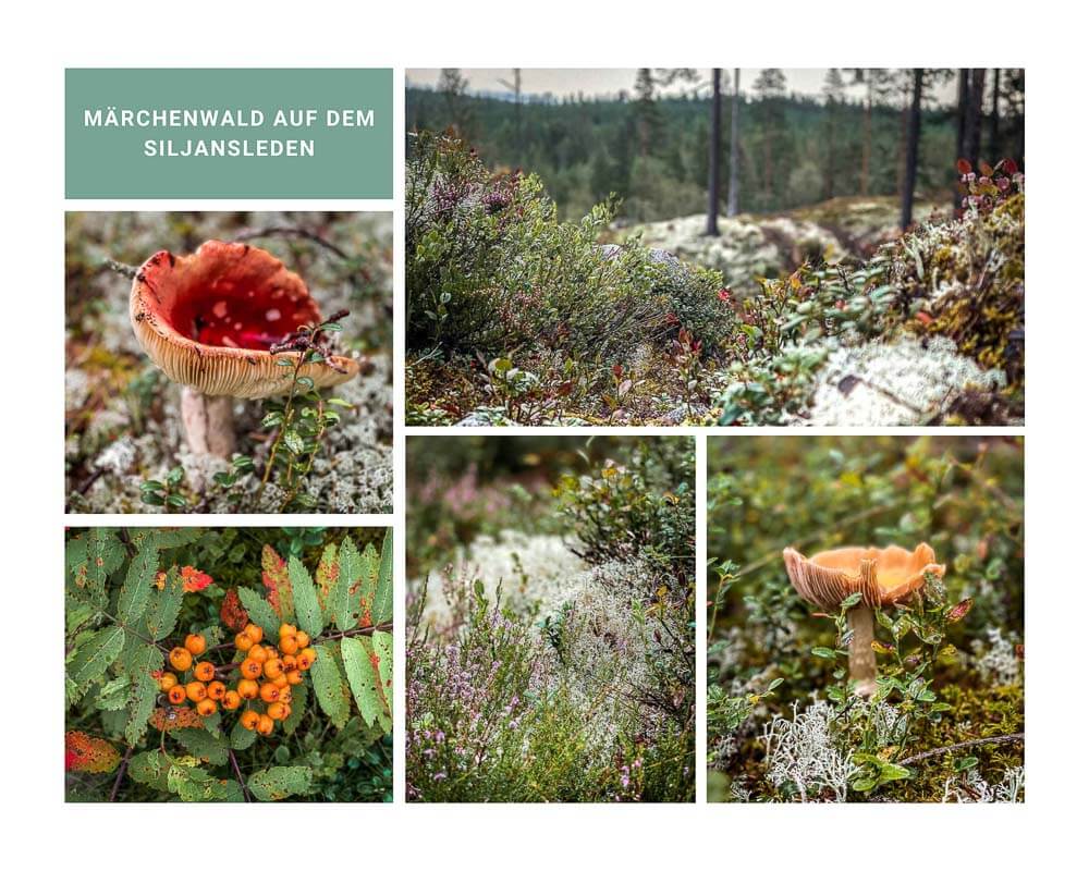 Pilze, Flechten und Heidekraut auf dem Wanderweg Siljansleden in Dalarna