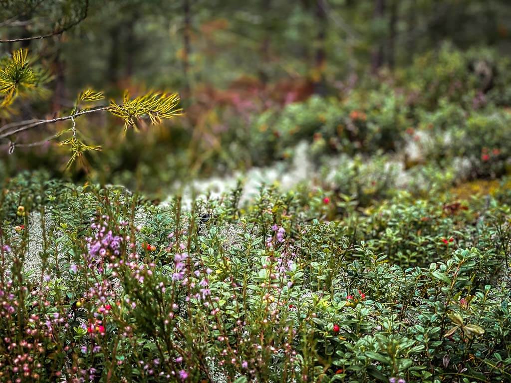 Heidekraut und Vegetation am Wegesrand beim Wandern auf dem Siljansleden in Dalarna