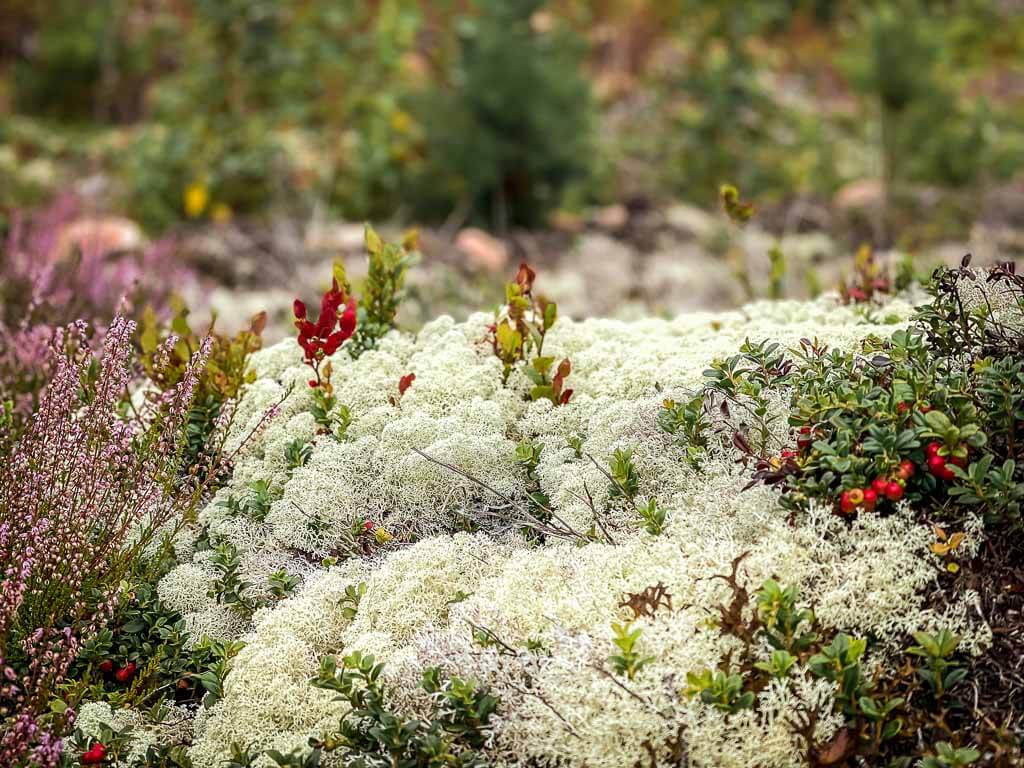 Wei&szlig;e Flechten, Moos, Beeren und Heidekraut auf dem Wanderweg Siljansleden in Dalarna