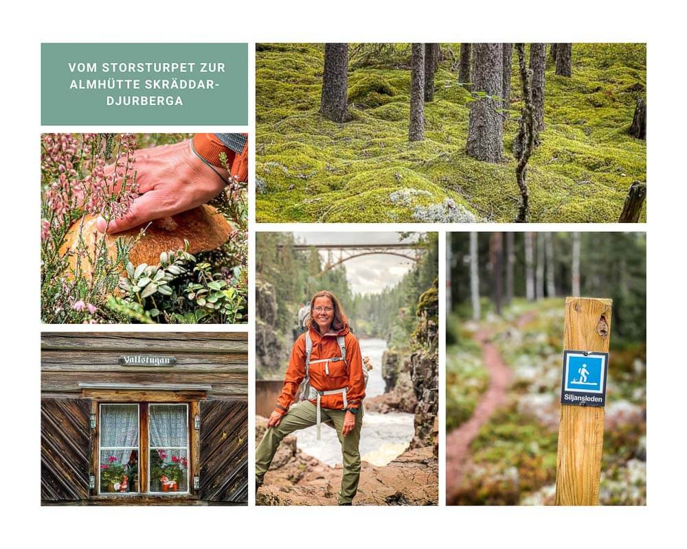 Dalarna - Wandern auf dem Siljansleden mit Couchflucht vom Storstupet zur Almh&uuml;tte Skr&auml;ddar Djurberga