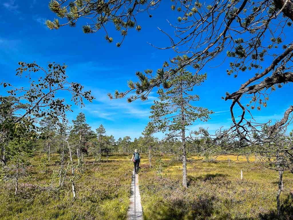 Wandern durch die Moor- und Waldlandschaft des Gyllbergen Naturreservats bei Borl&auml;nge in Dalarna