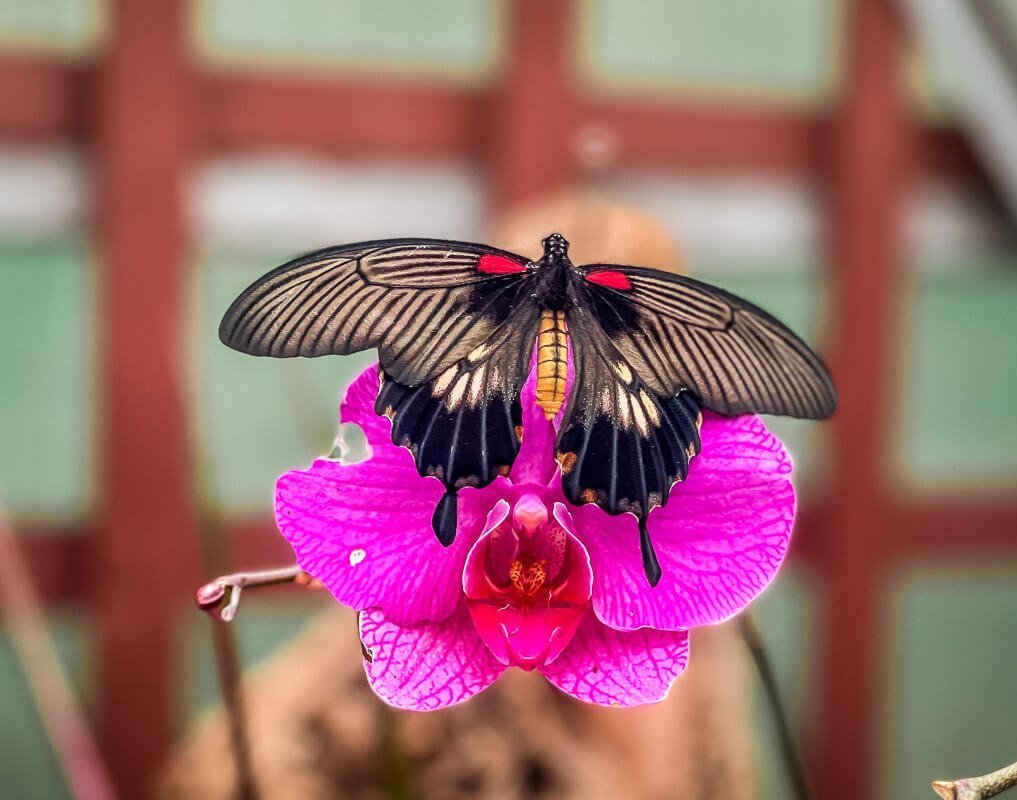 Schmetterling im Garten der Schmetterlinge von Schloss Sayn