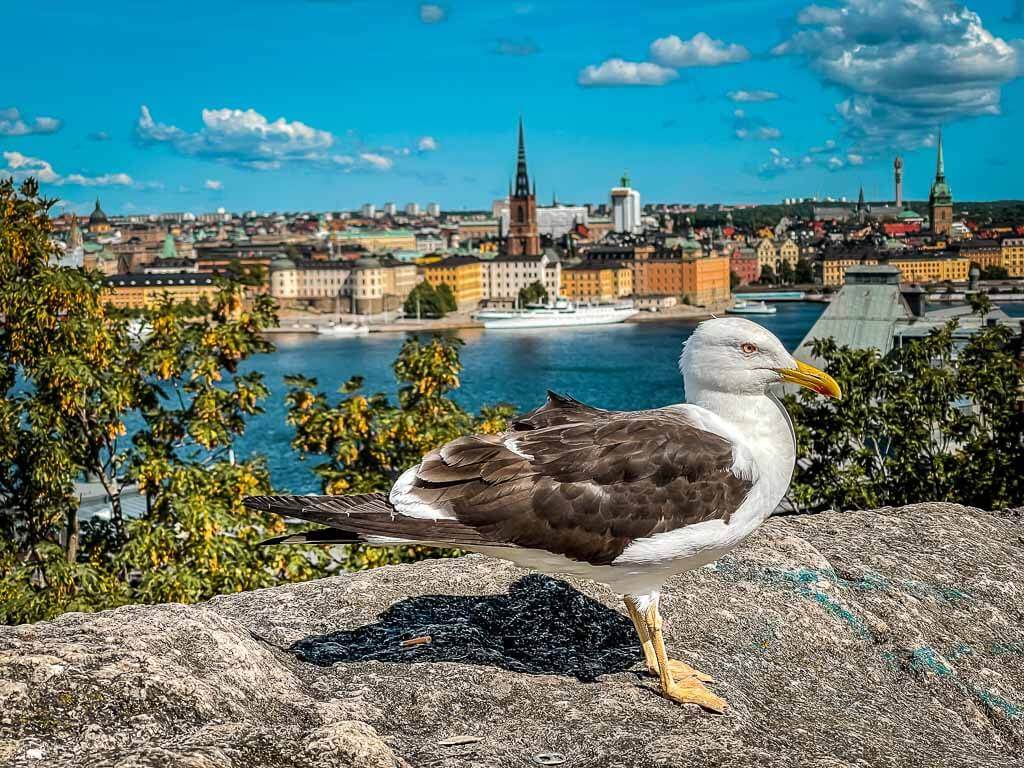 M&ouml;we in Stockholm aus Aussichtspunkt Skinnarviksberget