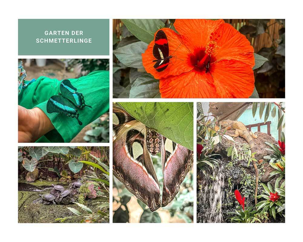 Garten der Schmetterlinge am Schloss Sayn im Mittelrheintal