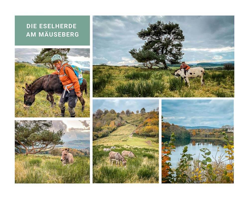Couchflucht Sabrina Bechtold mit den Eseln am M&auml;useberg in der Vulkaneifel