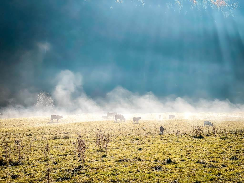Magische Lichtstimmung beim Wandern auf dem Lieserpfad am Morgen