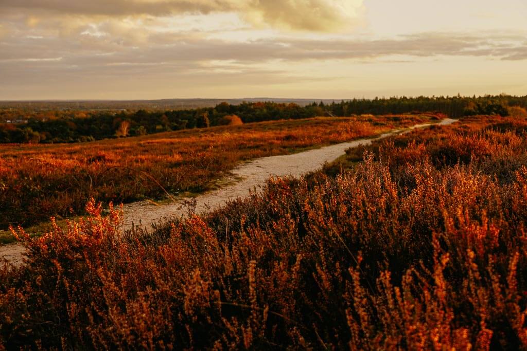 Goldene Stunde in der Heidelandschaft im Nationalpark De Sallandse Heuvelrug