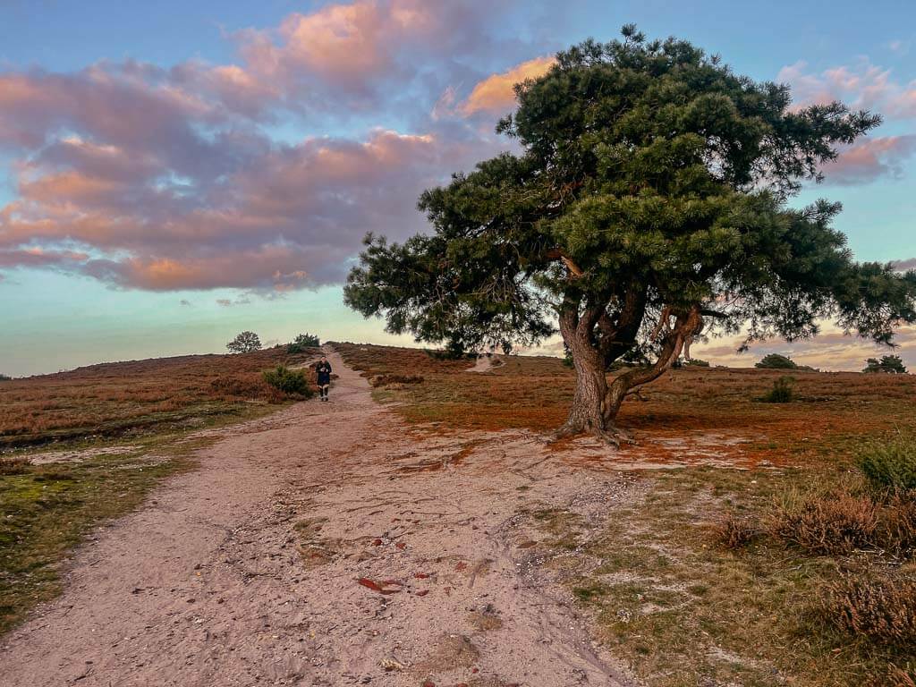 Sallandse Heuvelrug Wanderweg am Archemer Berg