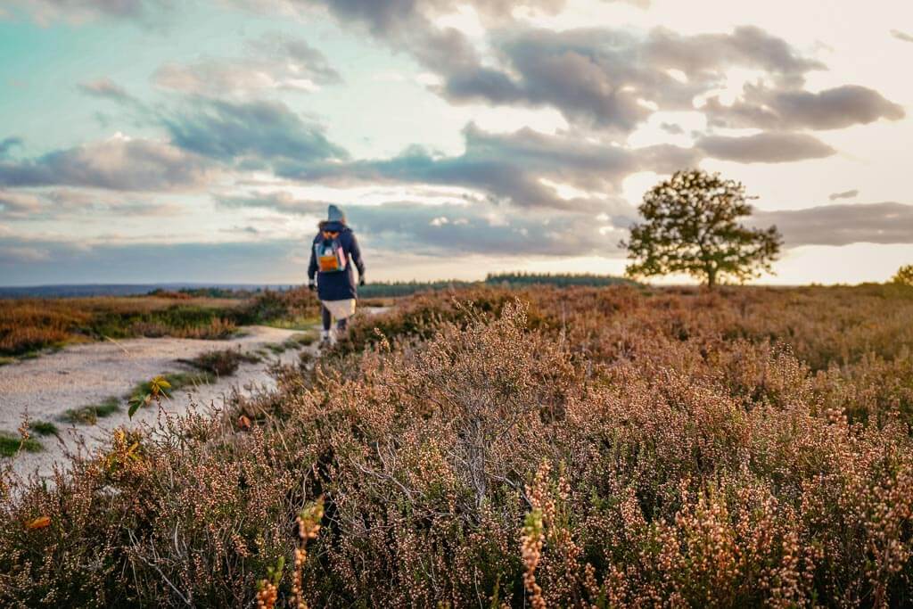 Wandern in der Heidelandschaft im Nationalpark De Sallandse Heuvelrug