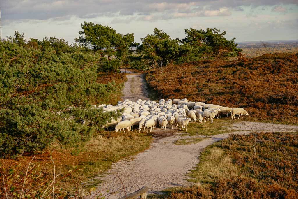 Schafherde am Archemerberg in der Sallandse Heuvelrug